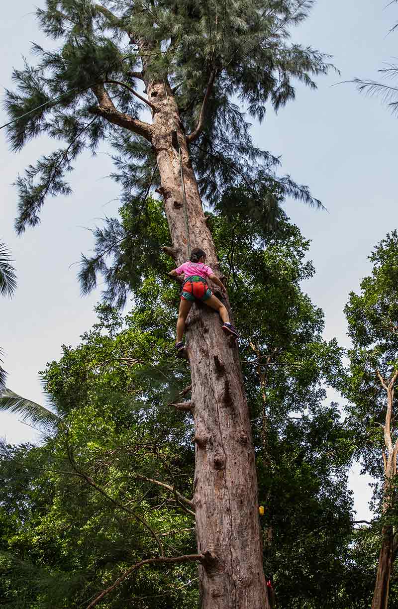 person climbing a tree with ropes and harness
