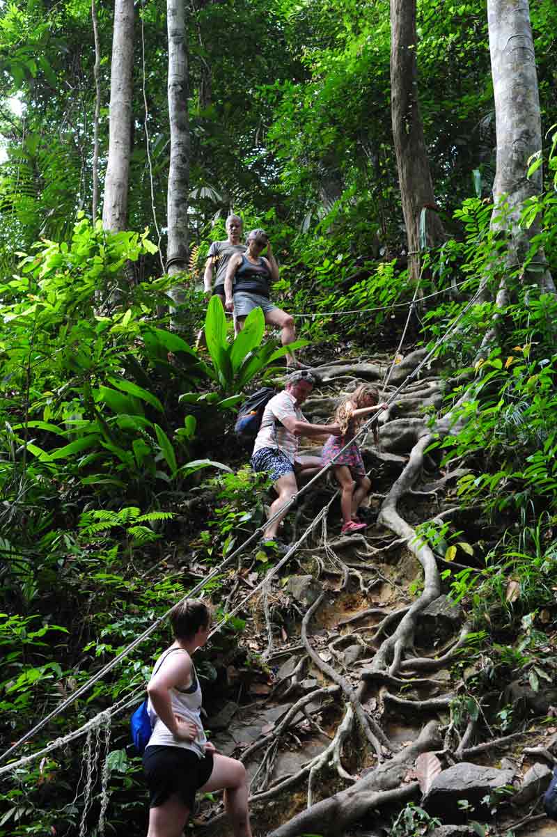 Family walking through pristine jungle
