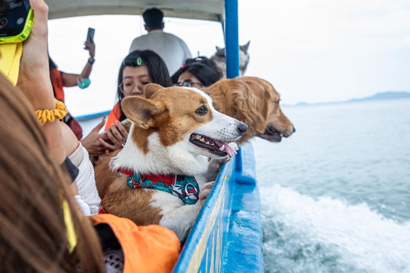 dog on the speed boat to Sea Gypsy